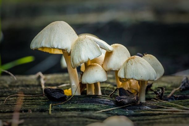 mushroom-419292_640